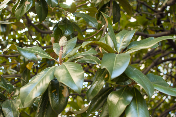 DSC_0095.png Southern Magnolia