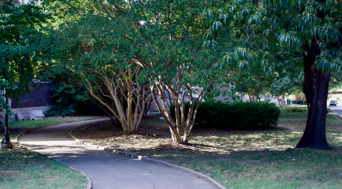 Neighborhood Nature Journal