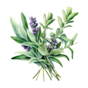 038 - Herbs.